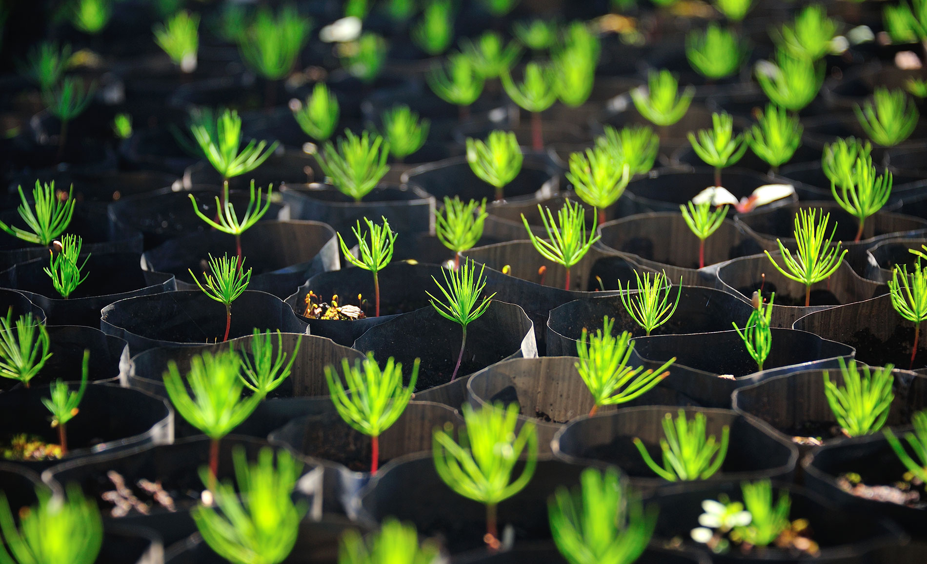 Read more about the article Tree-Planting Projects